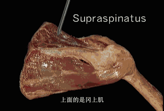 4f5049a5492715d054a93ca3ad6c6e7a.gif